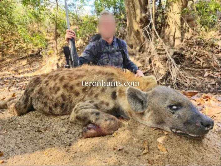 Hunter taking picture with his hunted spotted hyena in Mozambique, example of successful client of Teron who went spotted hyena hunting in Mozambique