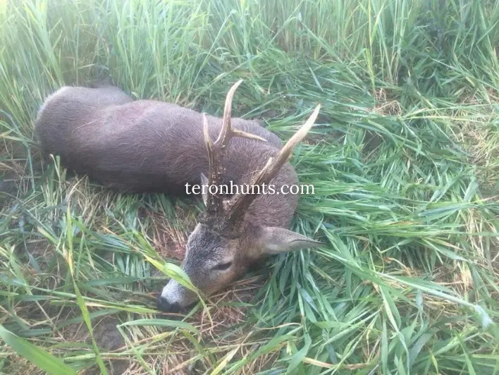 Hunter taking picture with his hunted roe deer in England, example of successful client of Teron who went roe deer hunting in England