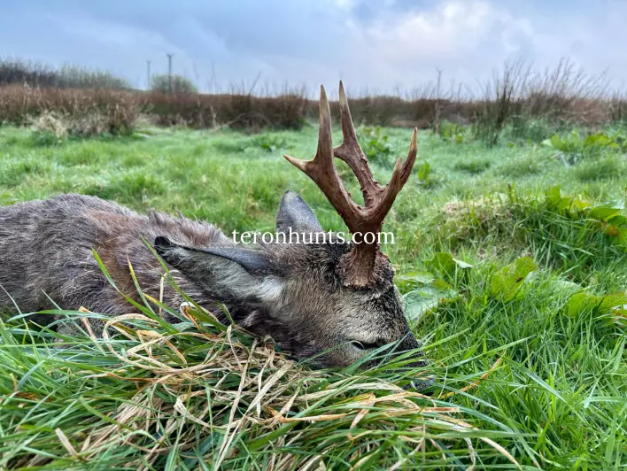 Hunter taking picture with his hunted roe deer in England, example of successful client of Teron who went roe deer hunting in England