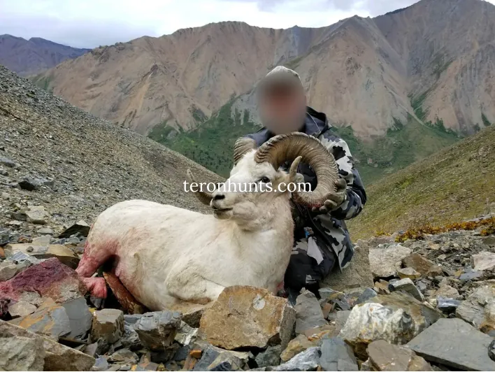 Hunter taking picture with his hunted dall sheep in Alaska USA, example of successful client of Teron who went dall sheep hunting in Alaska USA