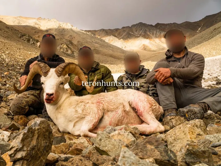 Hunter taking picture with his hunted dall sheep in Alaska USA, example of successful client of Teron who went dall sheep hunting in Alaska USA