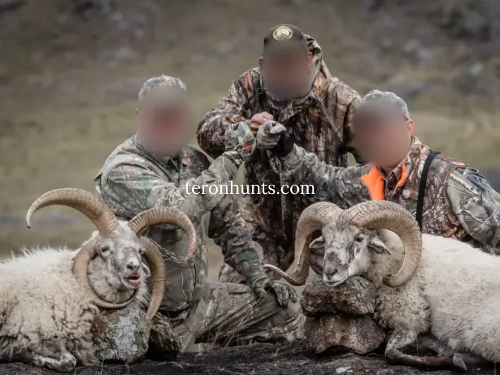 Hunter taking picture with his hunted four horned ram and hybrid mouflon in Argentina, example of successful client of Teron who went hybrid mouflon and four horned ram hunting in Argentina