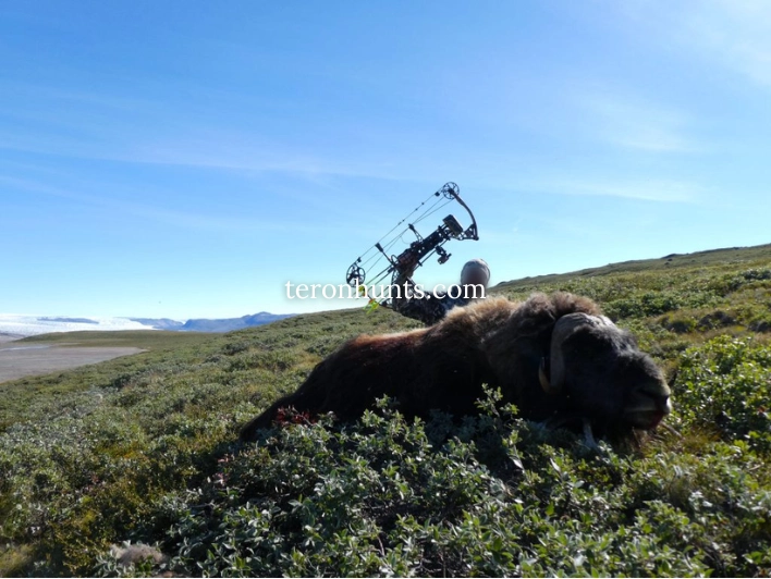 Hunter taking picture with his hunted muskox in Greenland, example of successful client of Teron who went muskox hunting in Greenland