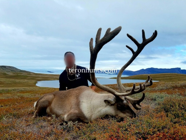 Hunter taking picture with his hunted caribou in Greenland, example of successful client of Teron who went caribou hunting in Greenland