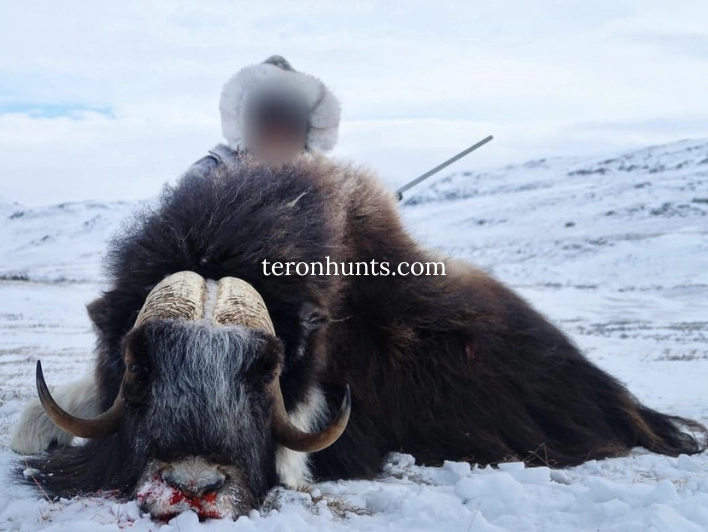 Hunter taking picture with his hunted muskox in Greenland, example of successful client of Teron who went muskox hunting in Greenland