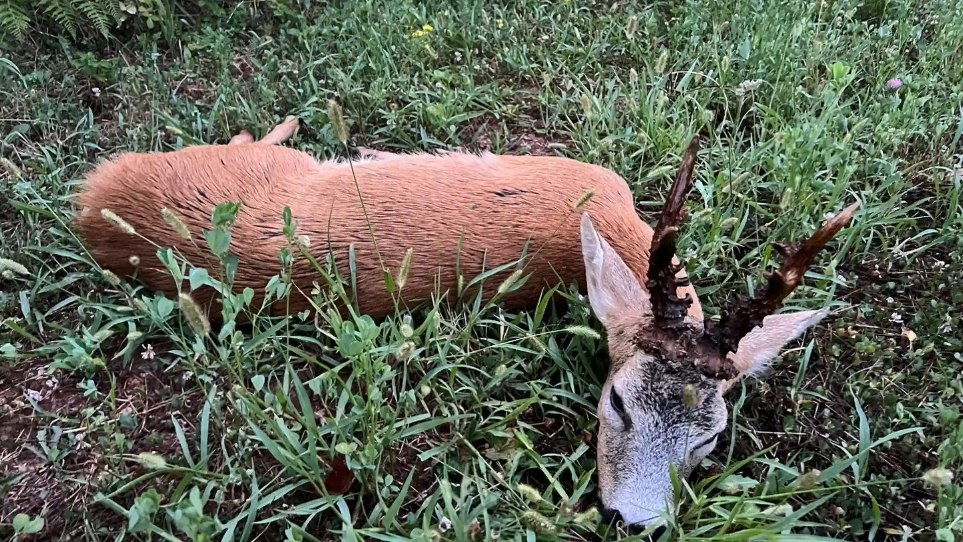 Hunter taking picture with his hunted roe deer in Croatia, example of successful client of Teron who went roe deer hunting in Croatia